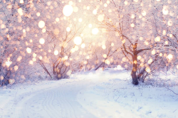 stock image of a snow-covered forest road